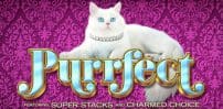 purrfect slot logo