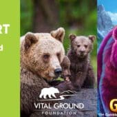 great grizzly slot banner by gamomat